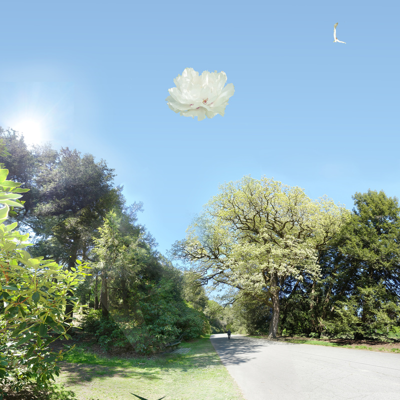 Finis -Arboretum May 2020 Title: The earth above, the the sky below - New England Woods
