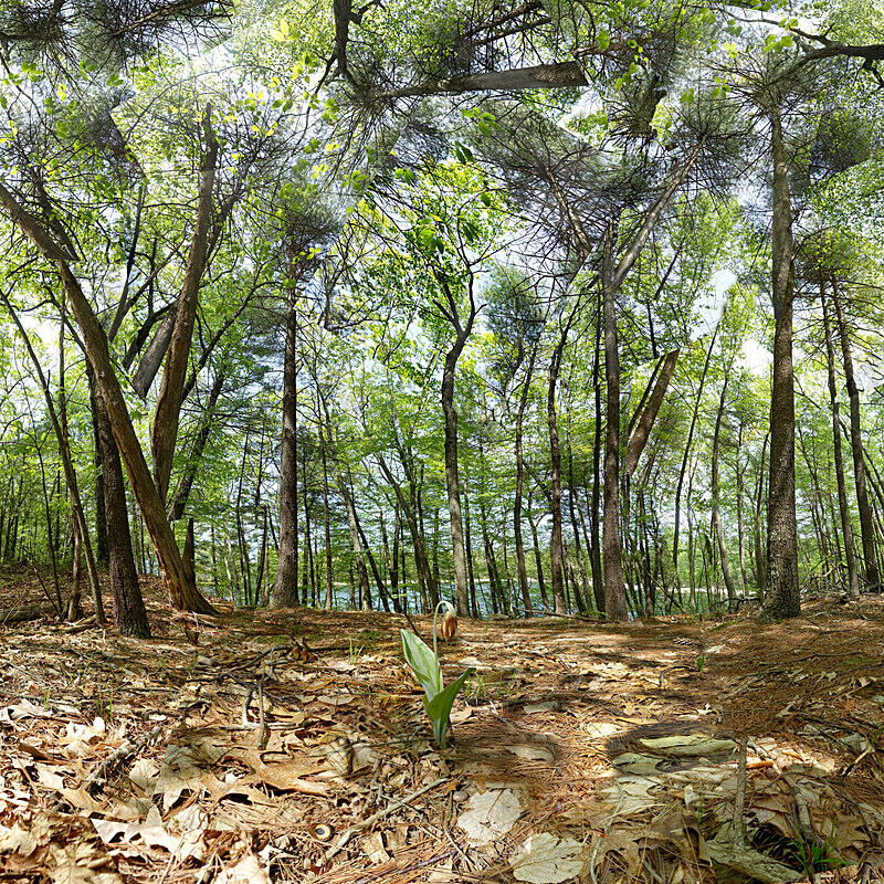 Prize (Walden Pond, May) - Walden and Cape Cod