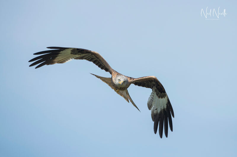  - Red Kite