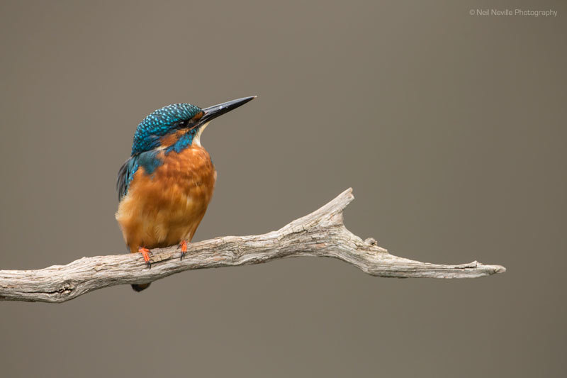  - Kingfisher