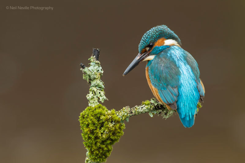  - Kingfisher