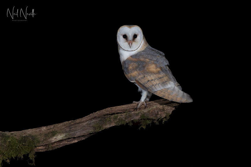  - Barn Owl