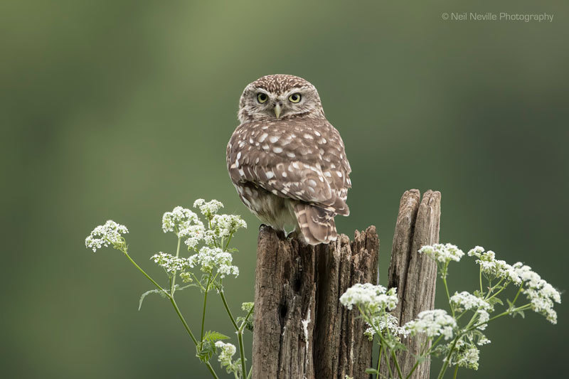  - Little Owl