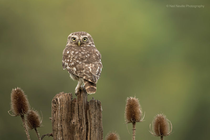  - Little Owl