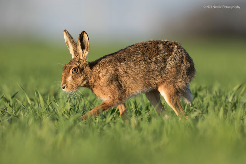  - Brown Hare