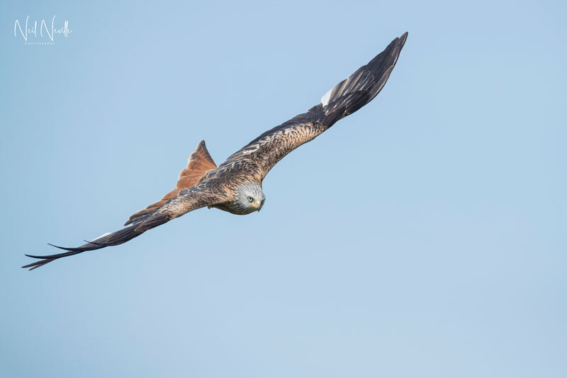 - Red Kite