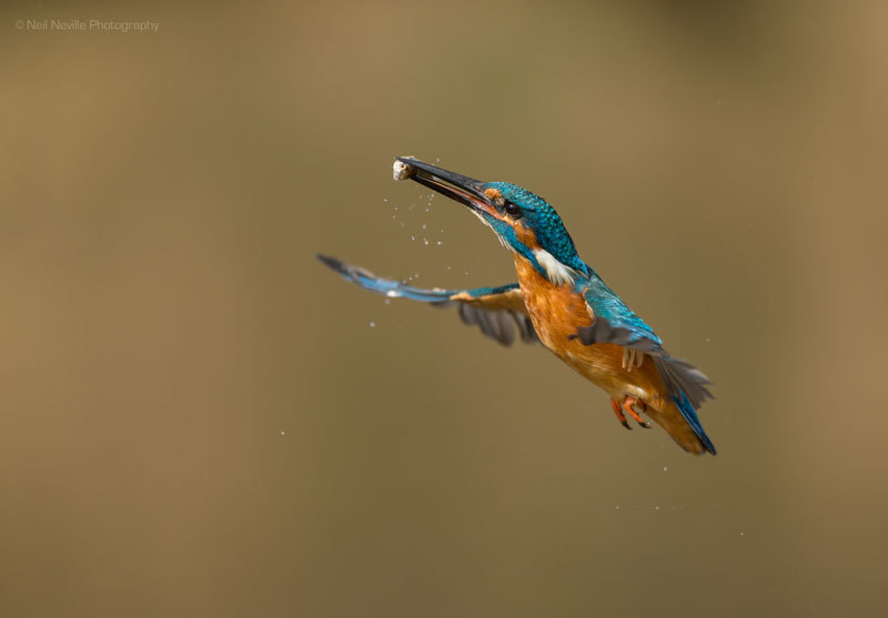  - Kingfisher