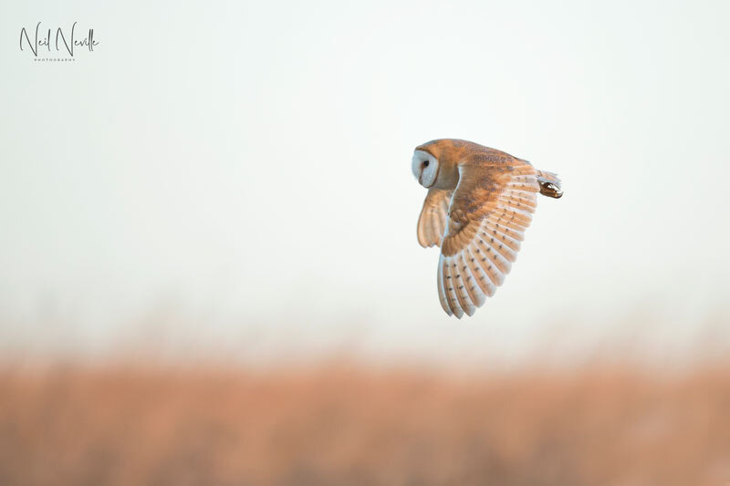  - Barn Owl