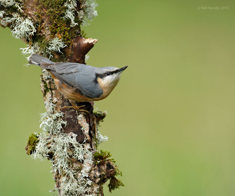  - Woodpeckers & Nuthatch
