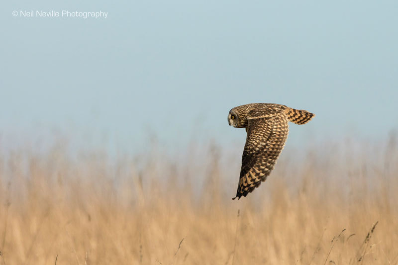  - Short Eared Owl