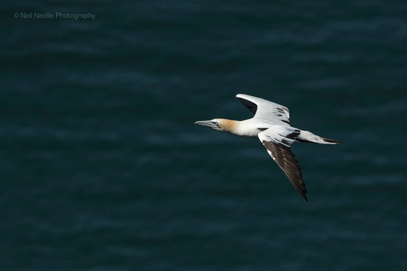  - Northern Gannet