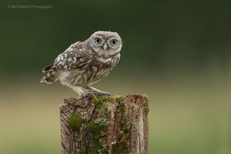  - Little Owl