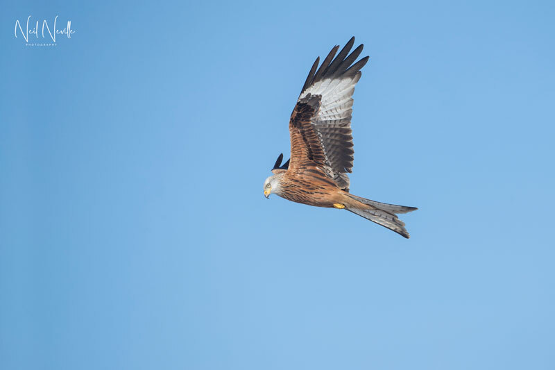  - Red Kite