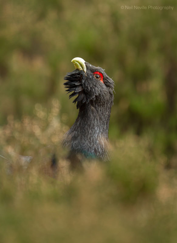  - Capercaillie