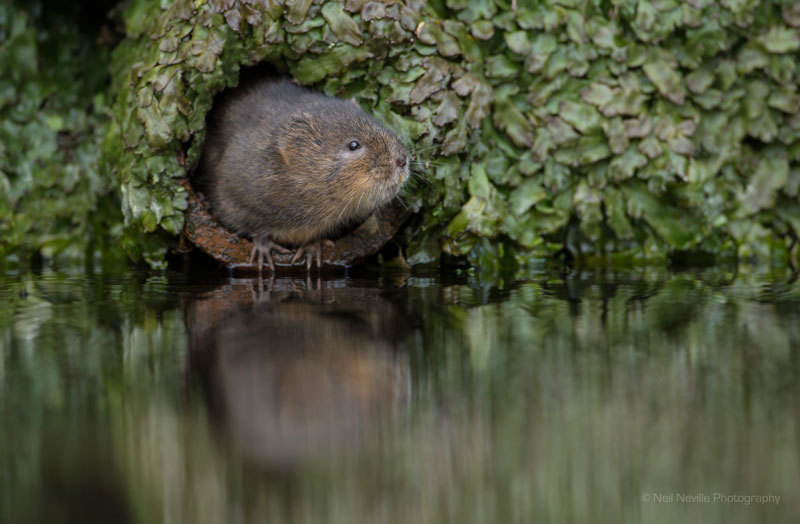  - Water Vole