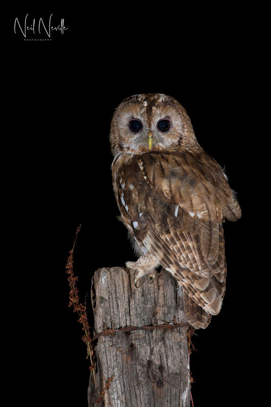  - Tawny Owl