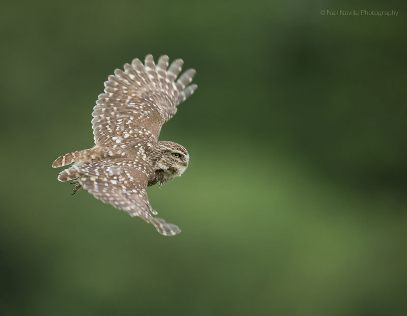  - Little Owl
