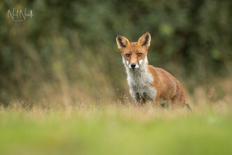  - Red Fox