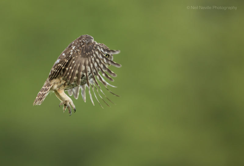  - Little Owl