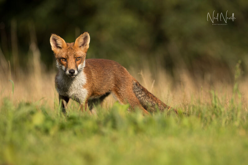  - Red Fox