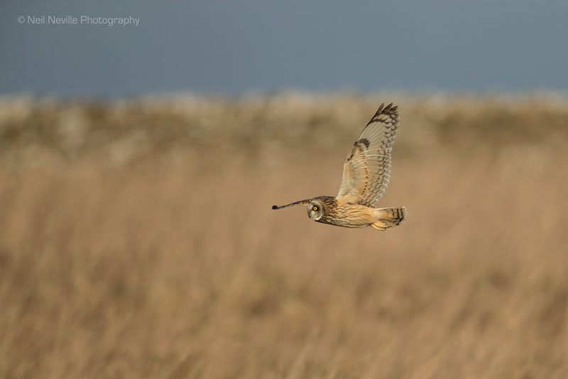  - Short Eared Owl
