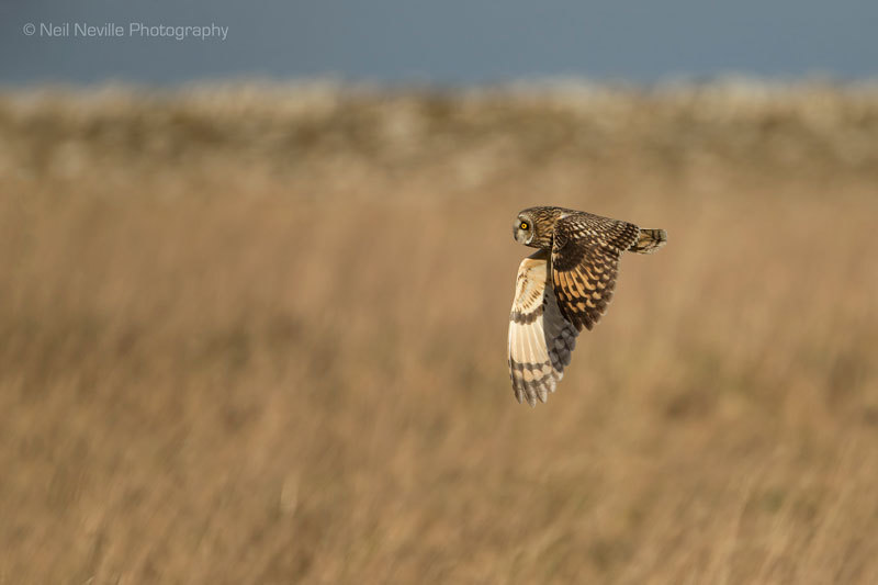  - Short Eared Owl