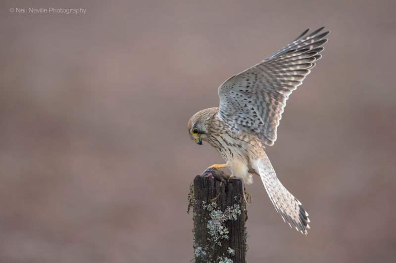  - Kestrel