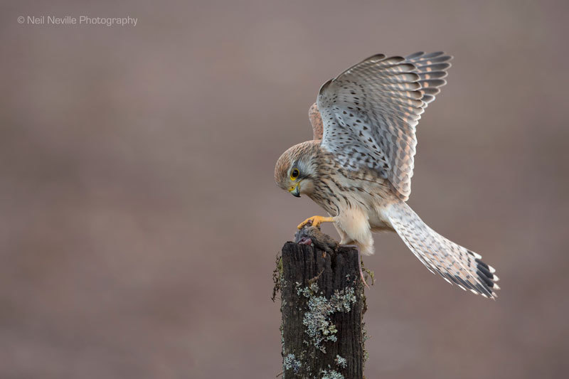  - Kestrel