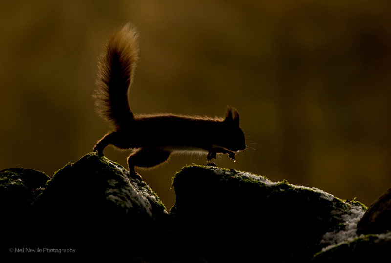  - Red Squirrel
