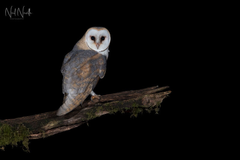  - Barn Owl
