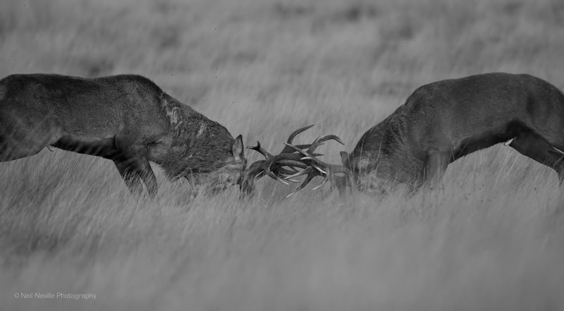  - Red Deer