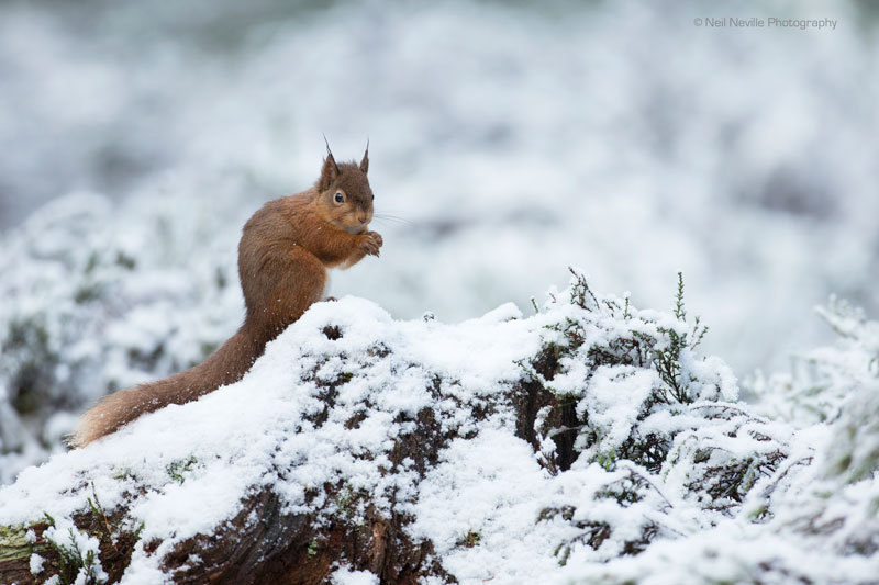  - Red Squirrel