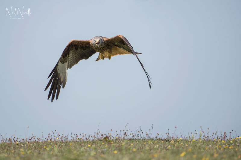  - Red Kite