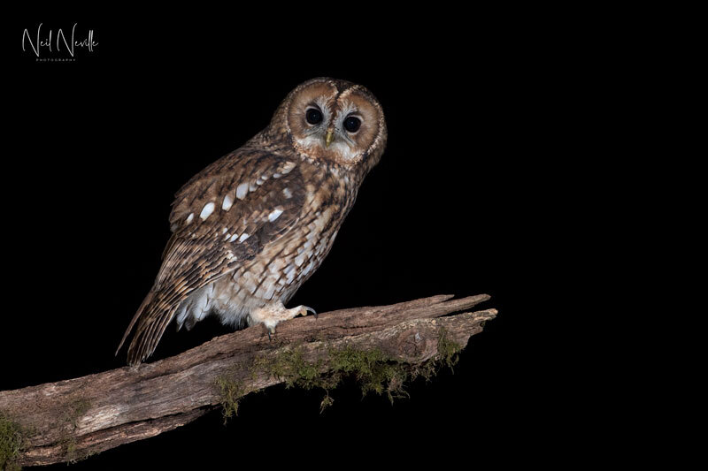  - Tawny Owl