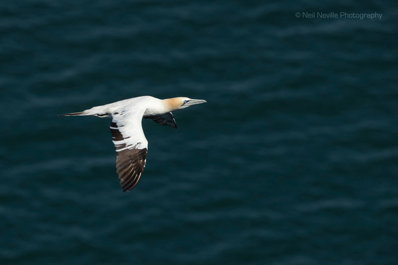  - Northern Gannet
