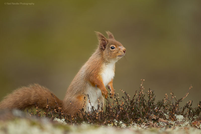  - Red Squirrel