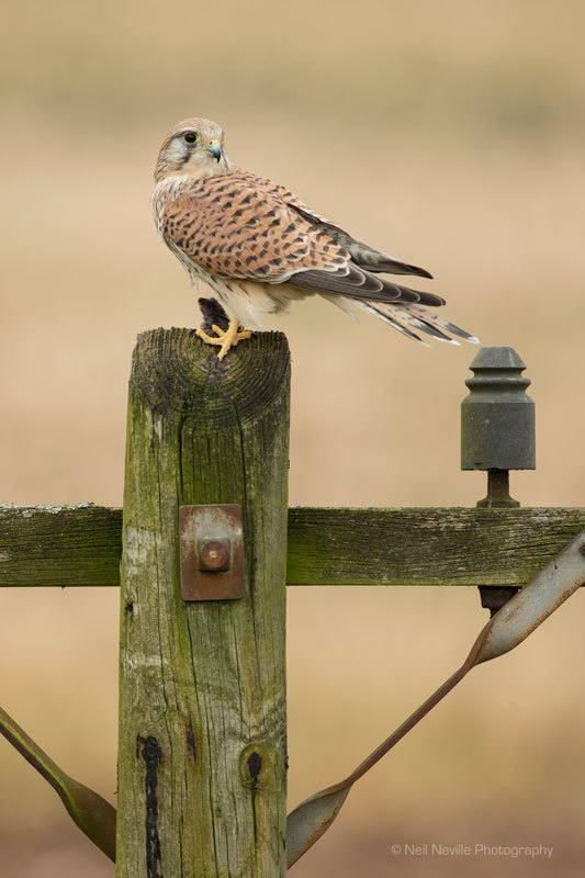  - Kestrel