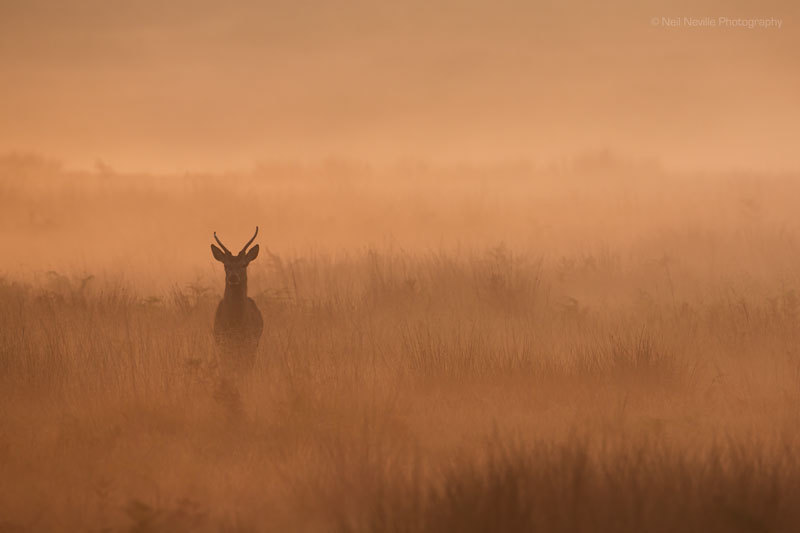  - Red Deer