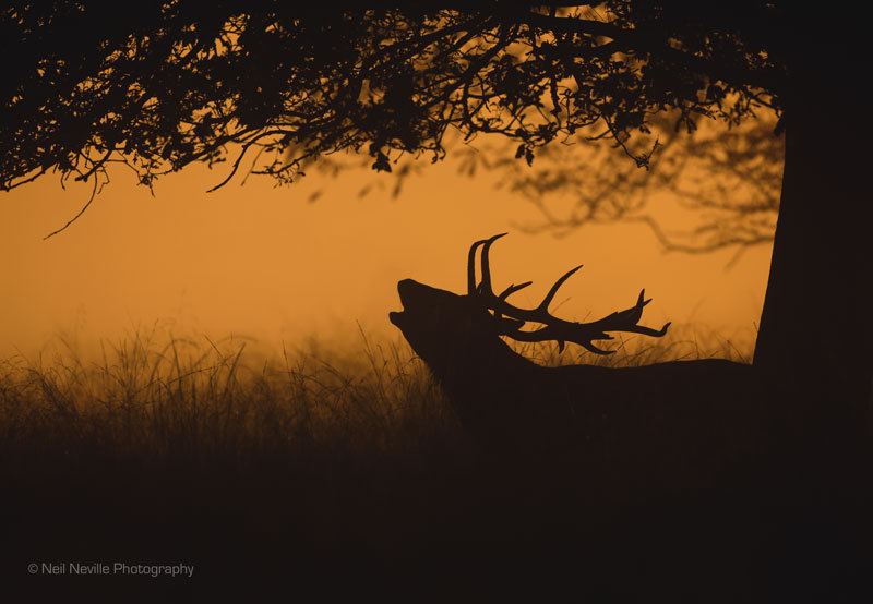  - Red Deer