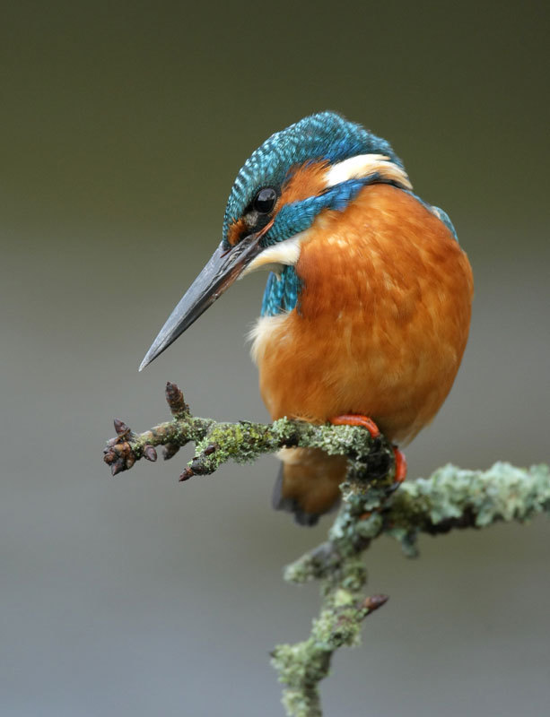  - Kingfisher