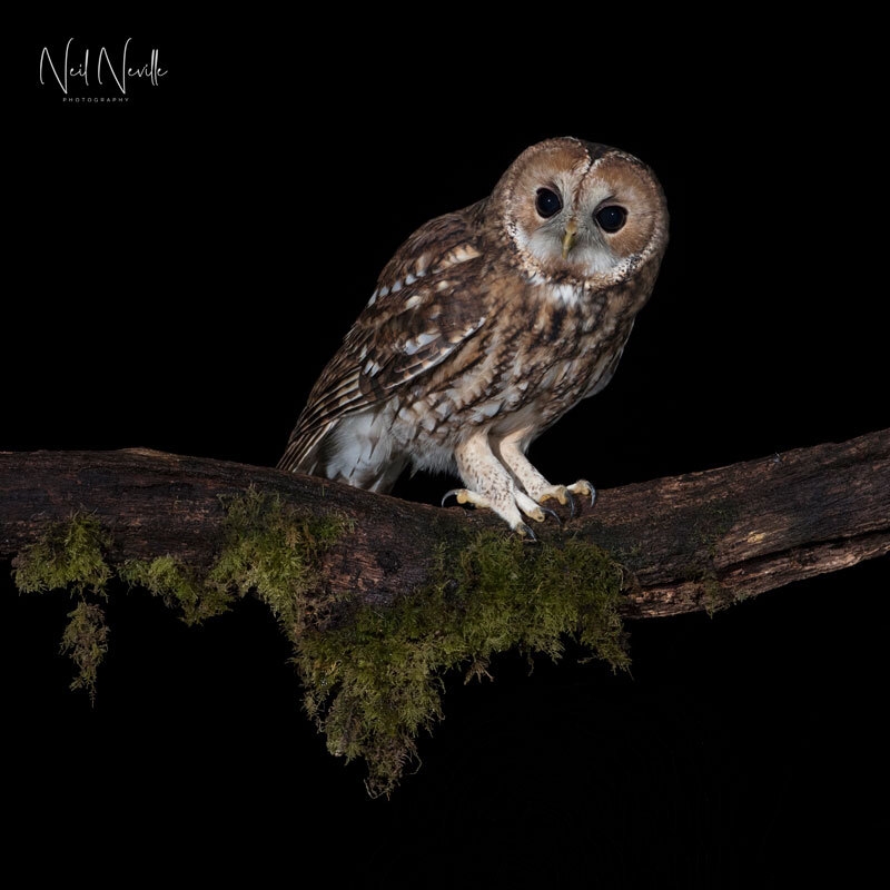  - Tawny Owl