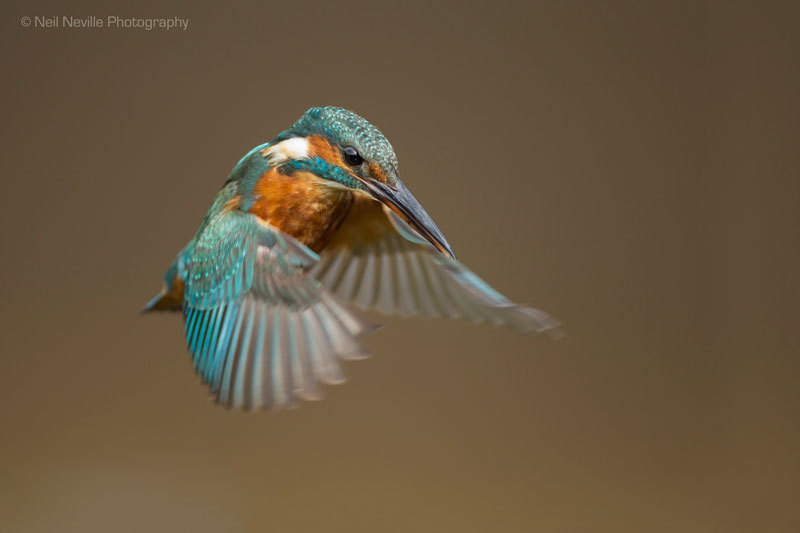  - Kingfisher