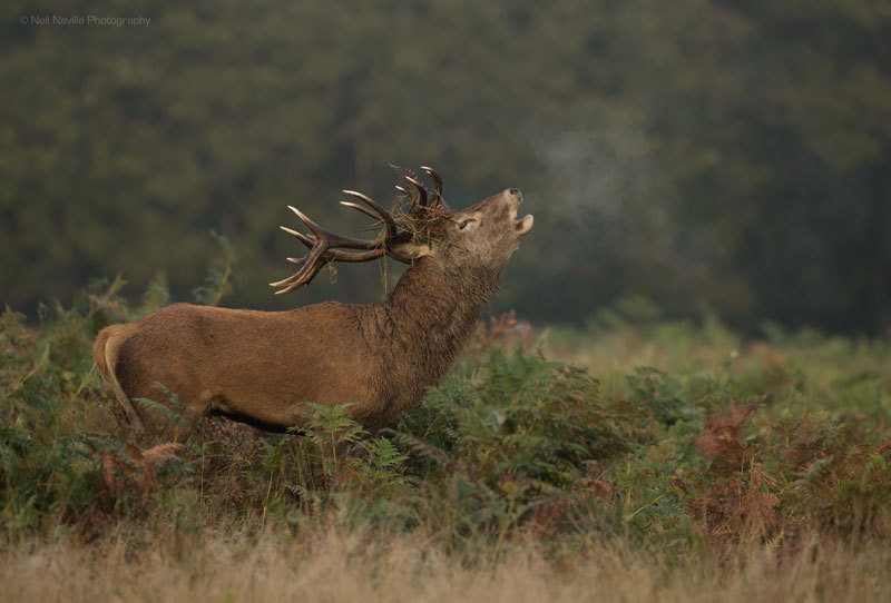  - Red Deer