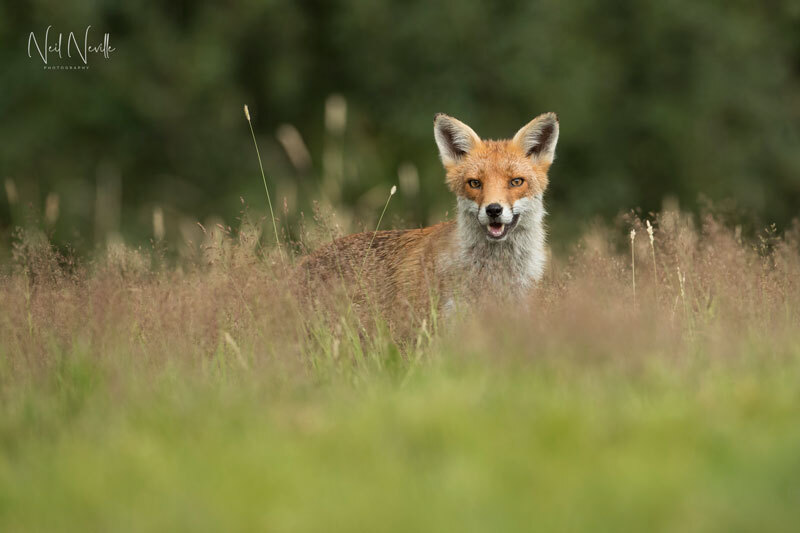  - Red Fox
