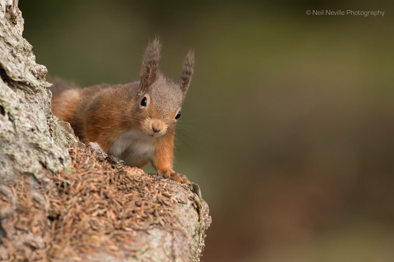  - Red Squirrel