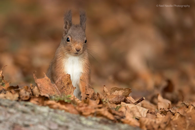 - Red Squirrel