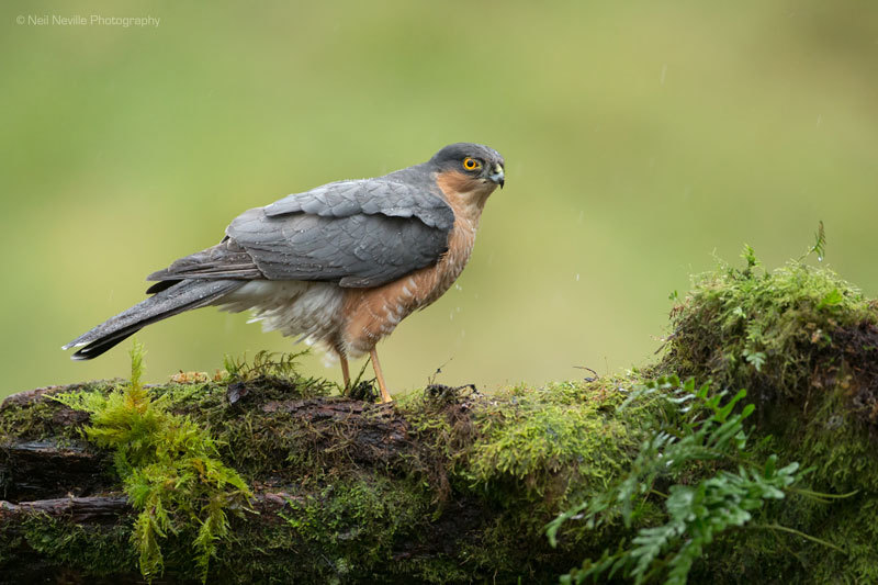  - Sparrowhawk