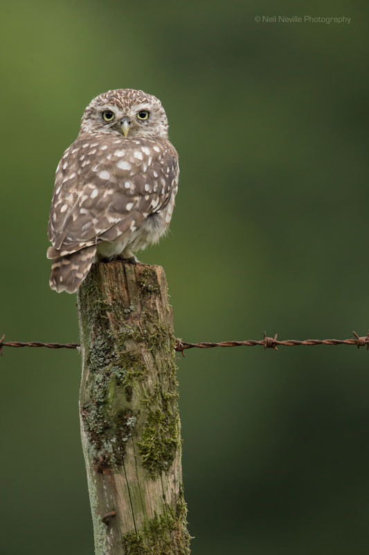 - Little Owl