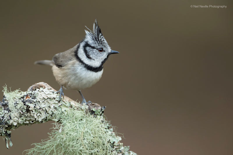  - Crested Tit