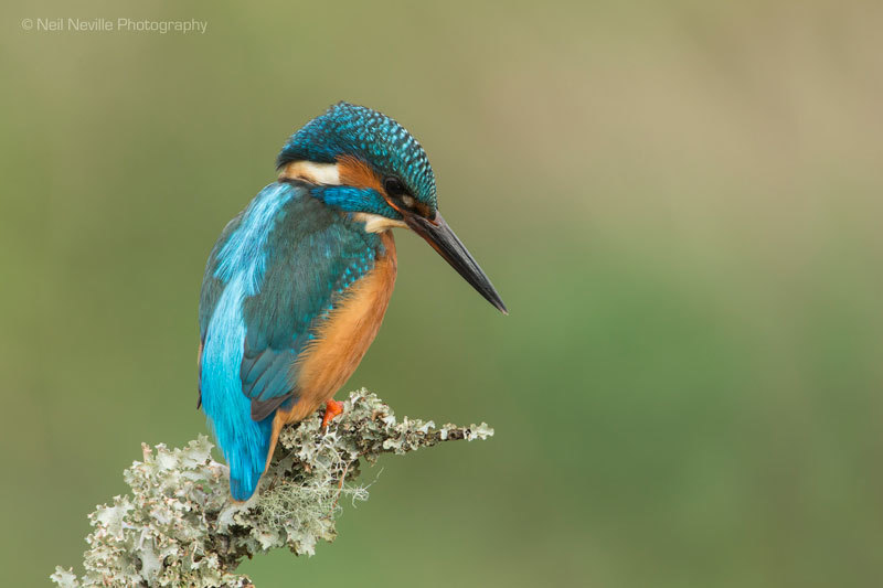  - Kingfisher